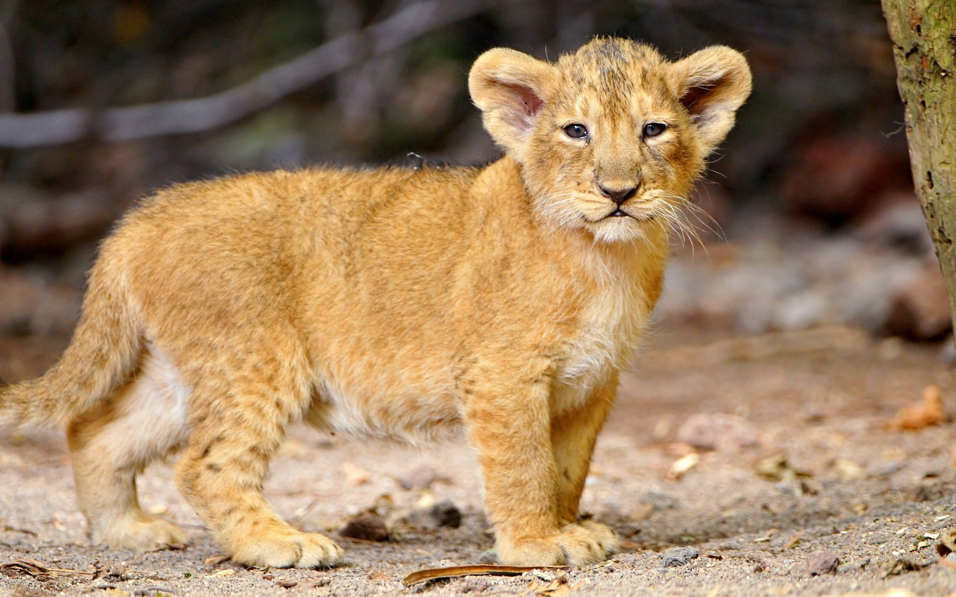 Standing Lion Cub