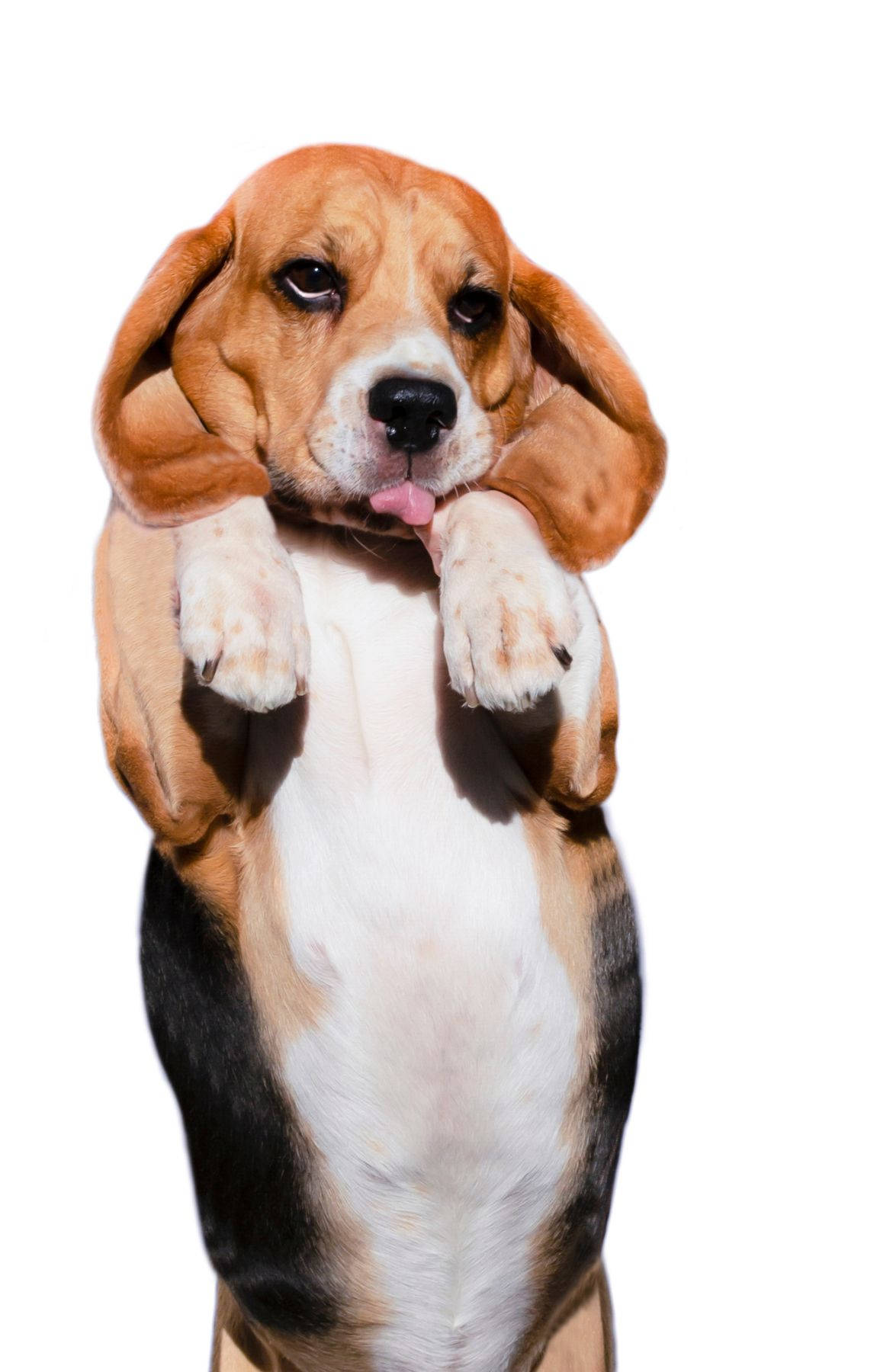 Standing Little Beagle Dog Wallpaper