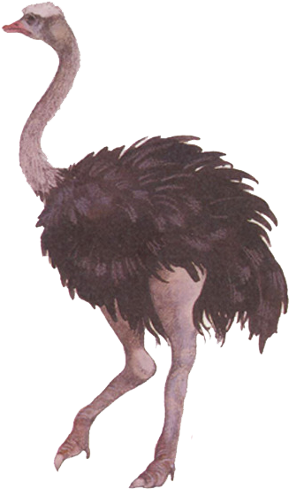 Standing Ostrich Profile PNG
