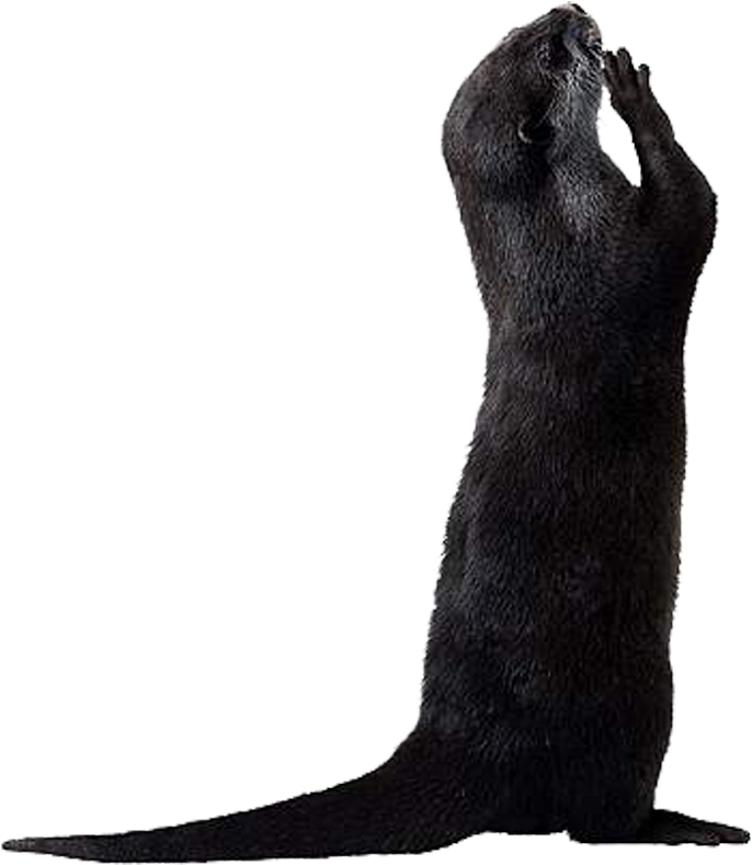 Standing Otter Silhouette.png PNG