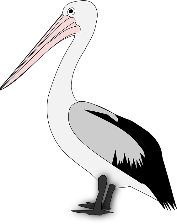 Standing Pelican Illustration.png PNG