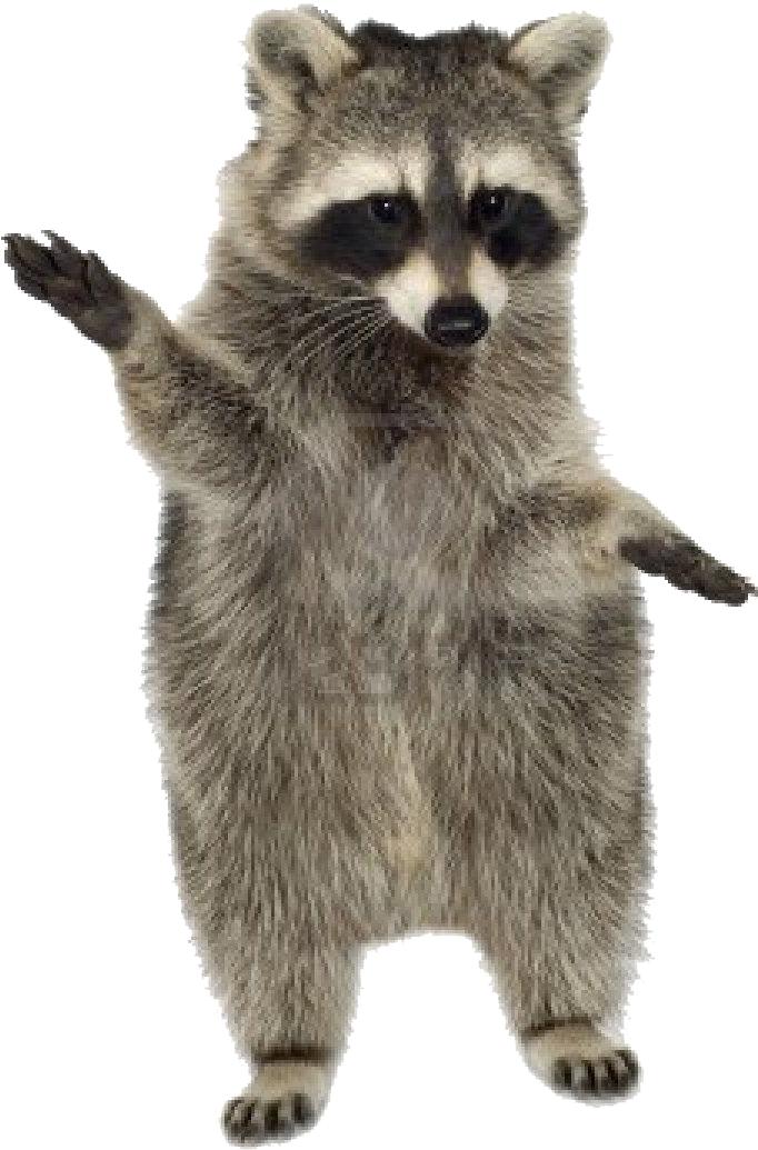 Standing Raccoon Gesture PNG