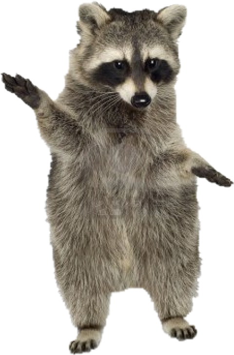 Standing Raccoon Gesture PNG