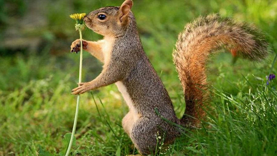 Standing Squirrel And Flower Wallpaper