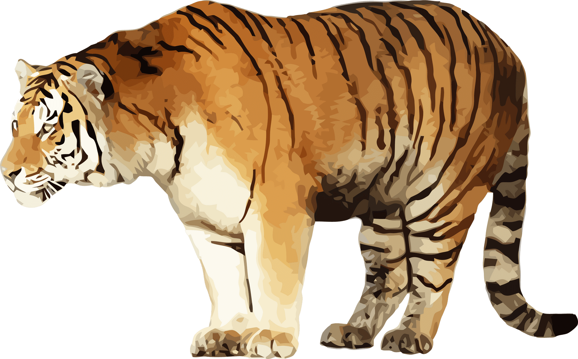 Standing Tiger Illustration PNG