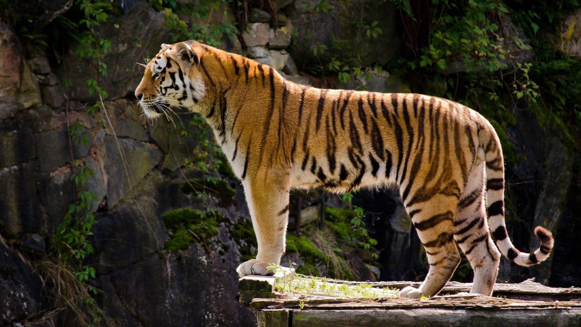 Standing Tiger Side View Background