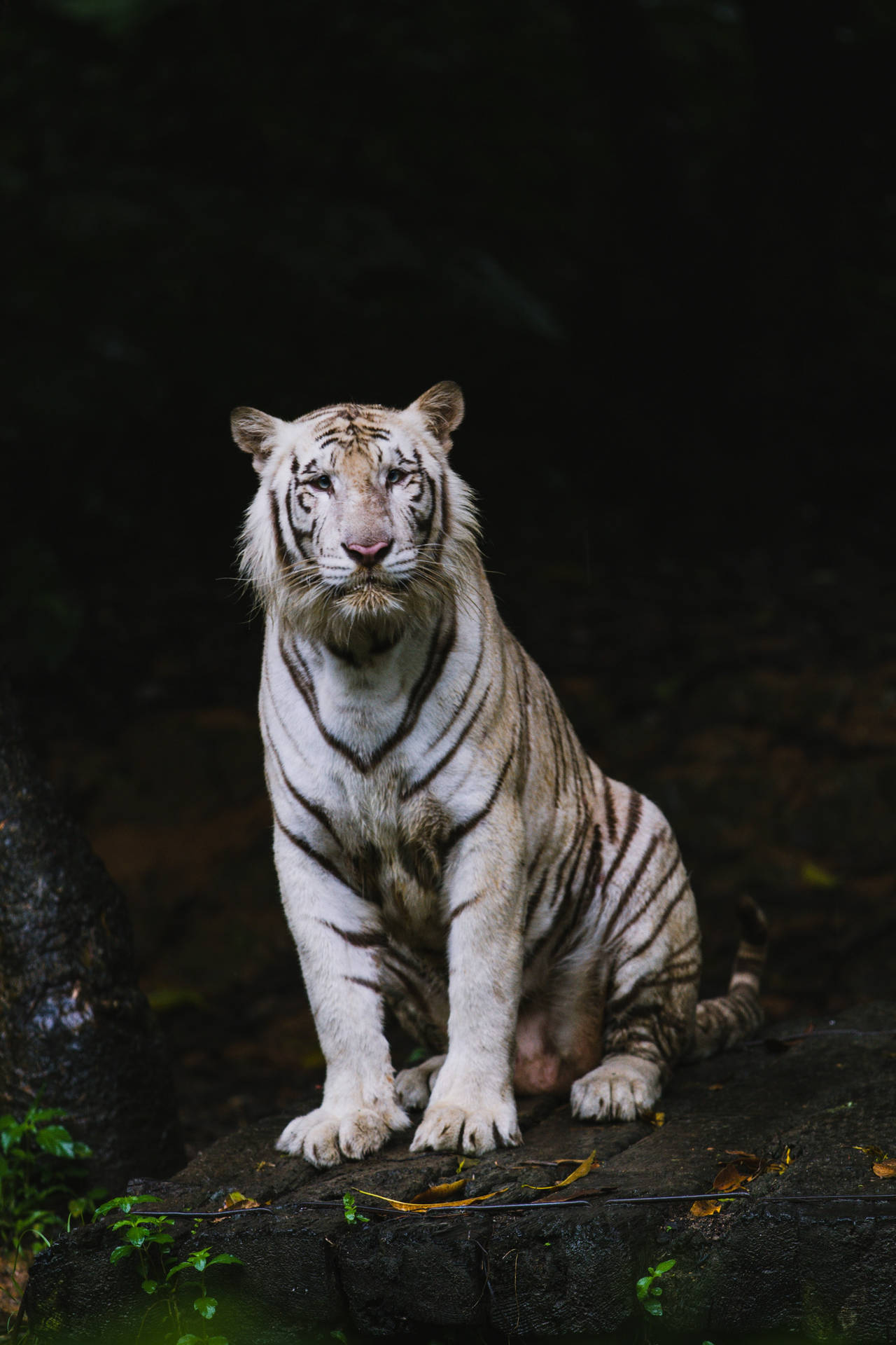 Standing Weary Bengal Tiger Hd Wallpaper