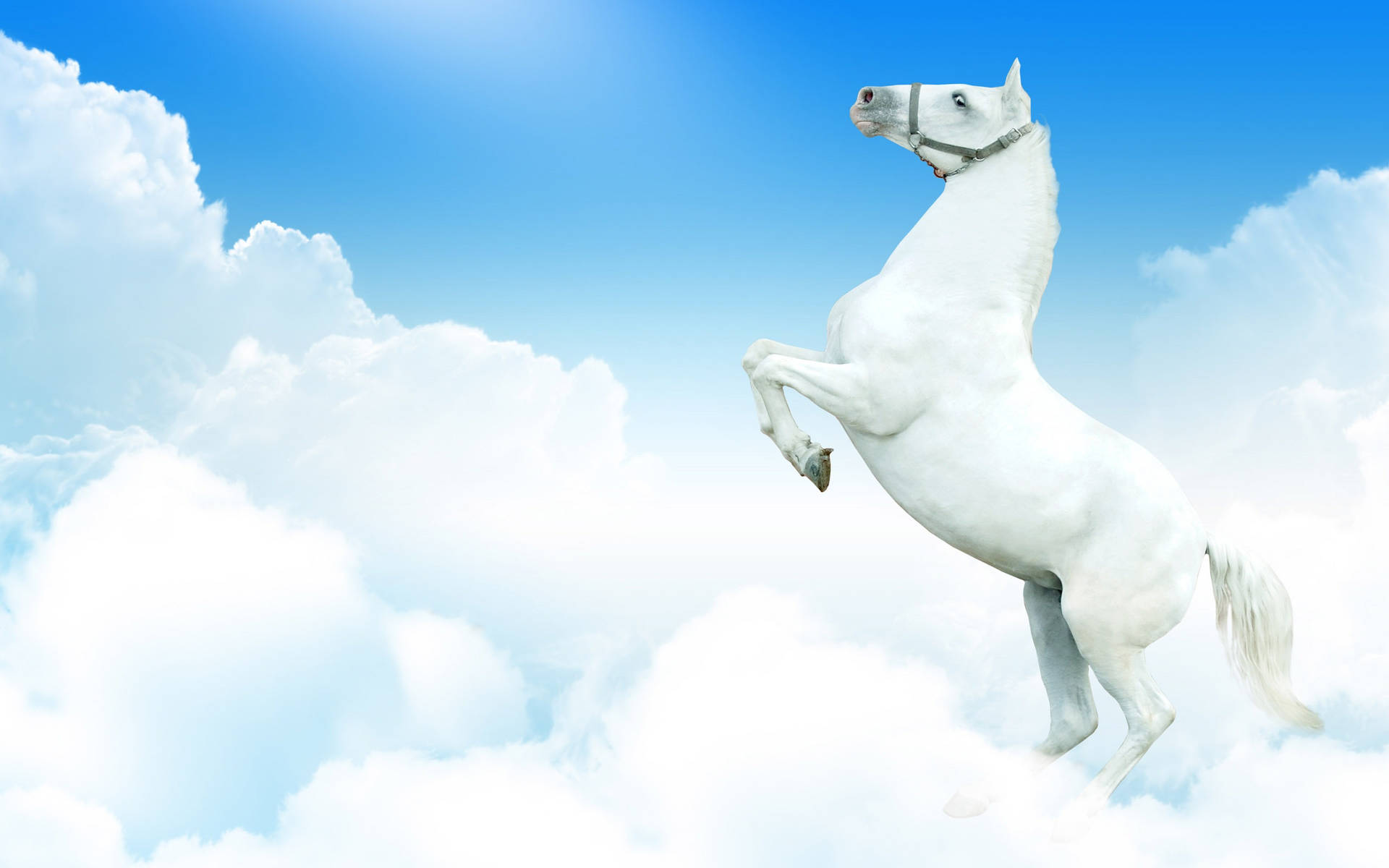 Standing White Horse On Clouds Wallpaper