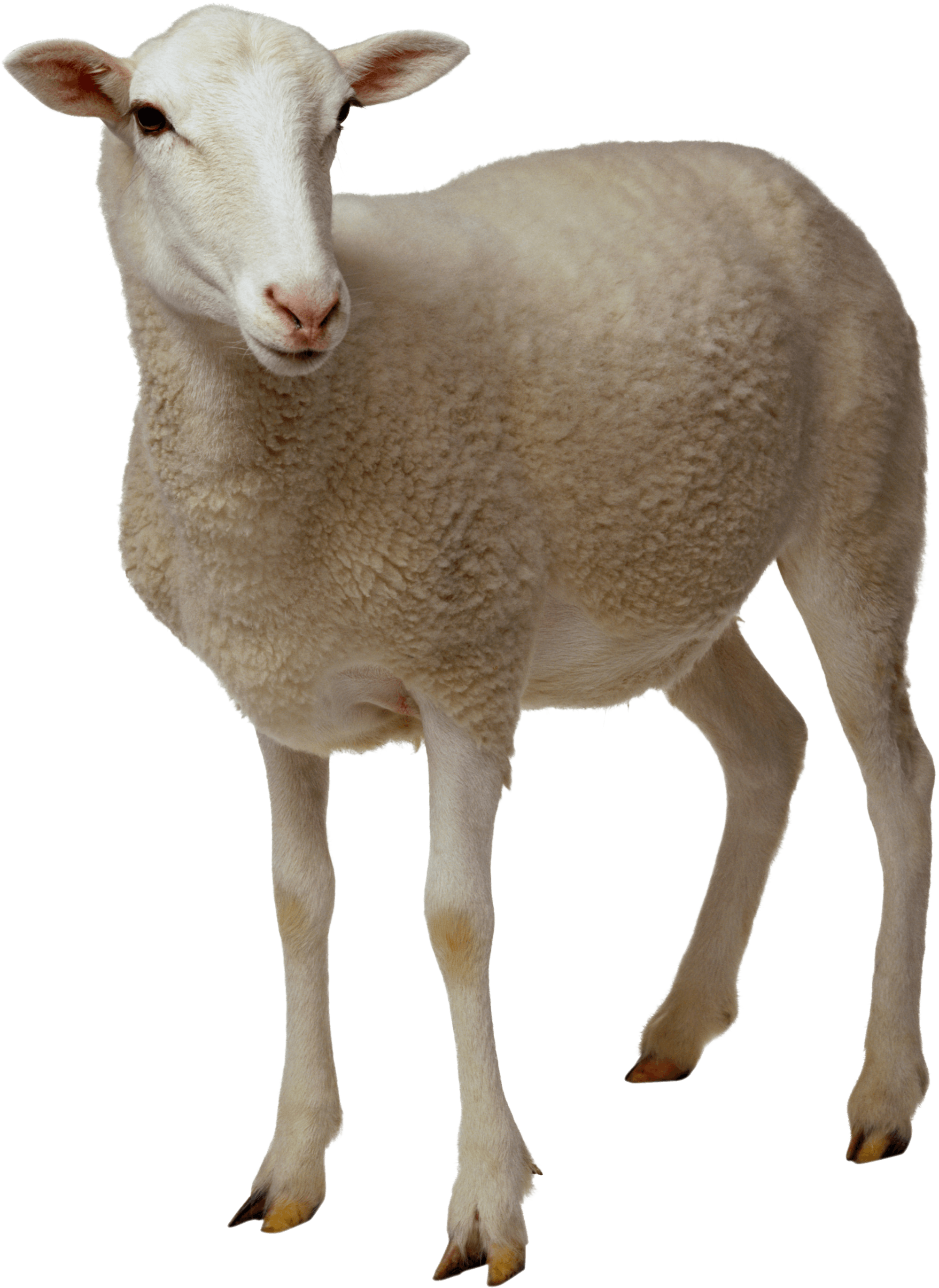 Standing White Sheep Isolated PNG