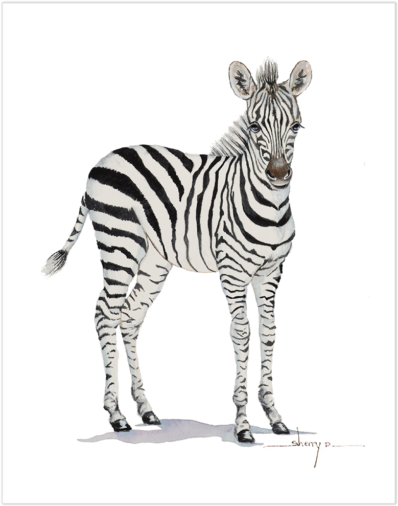 Standing Zebra Illustration PNG