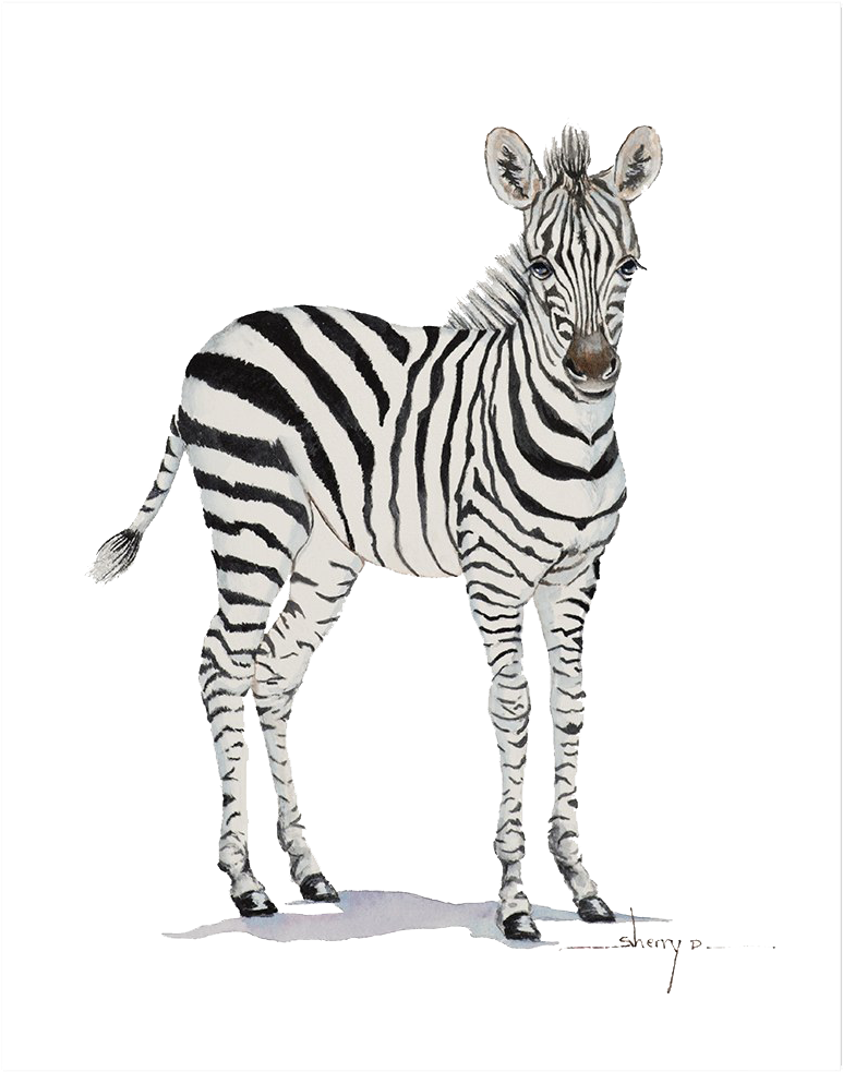 Standing Zebra Illustration PNG