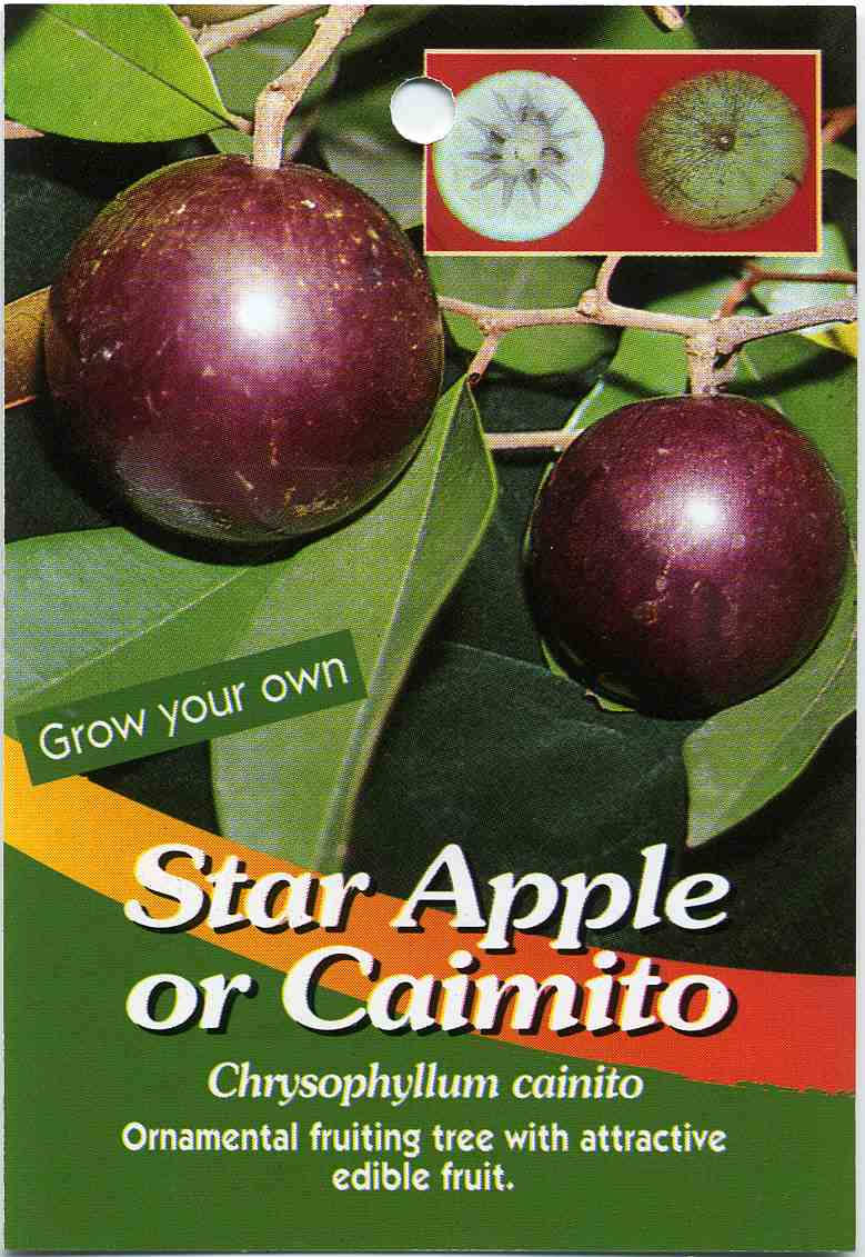 Stjerne Æble eller Caimito Frugt Wallpaper Wallpaper