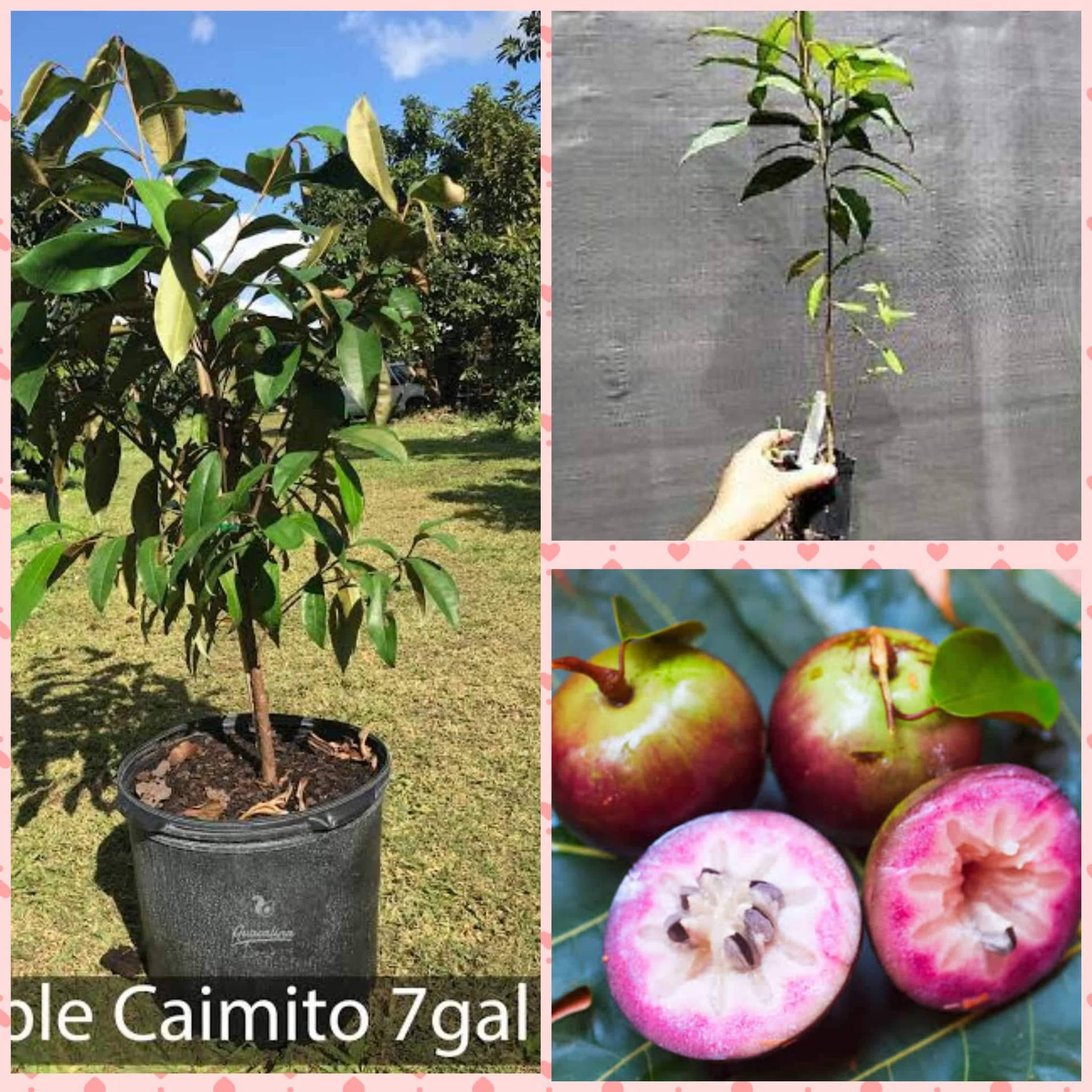 Star Apple Tree And Fruit Wallpaper