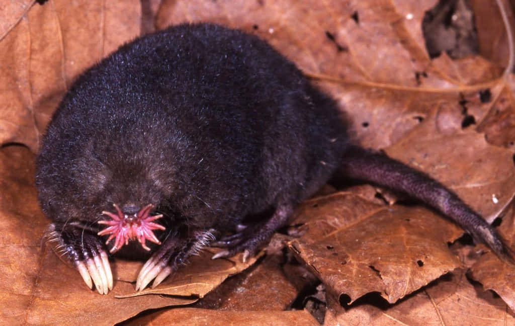 Star Nosed Mole On Leaves Wallpaper