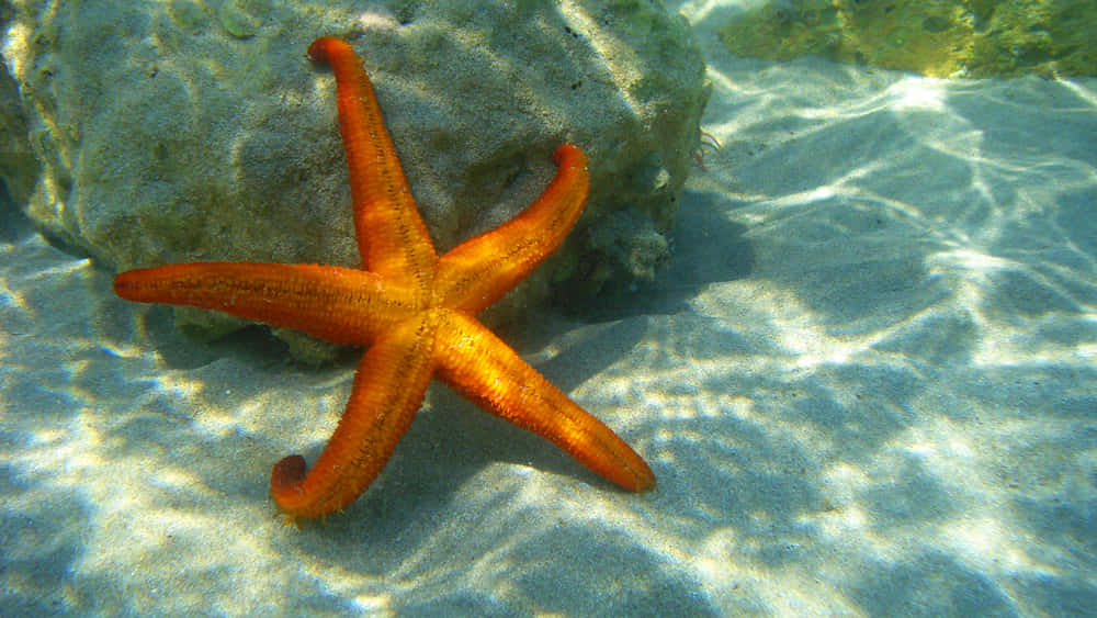 An Up-Close Look at the Amazing Starfish