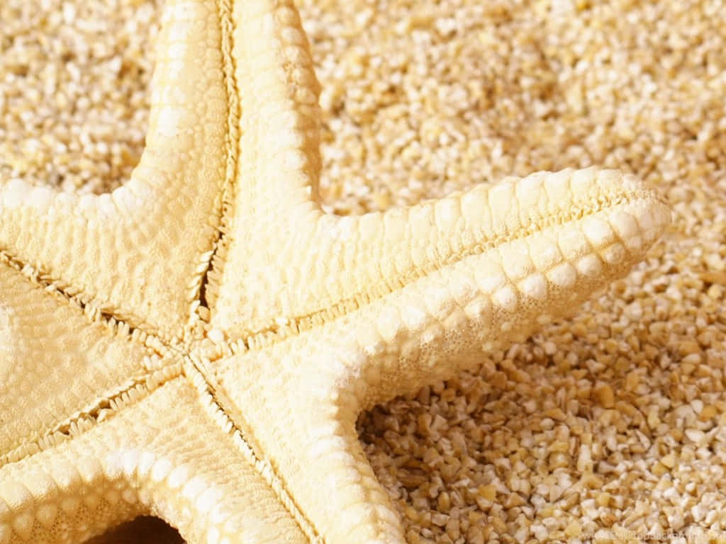 An up-close view of a red starfish against a bright blue ocean