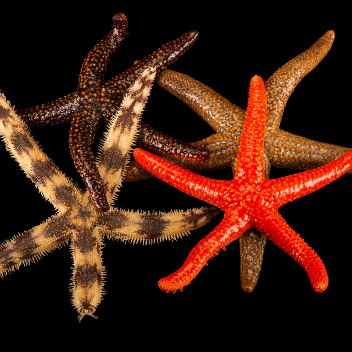 An Exquisite Close Up Image of a Starfish