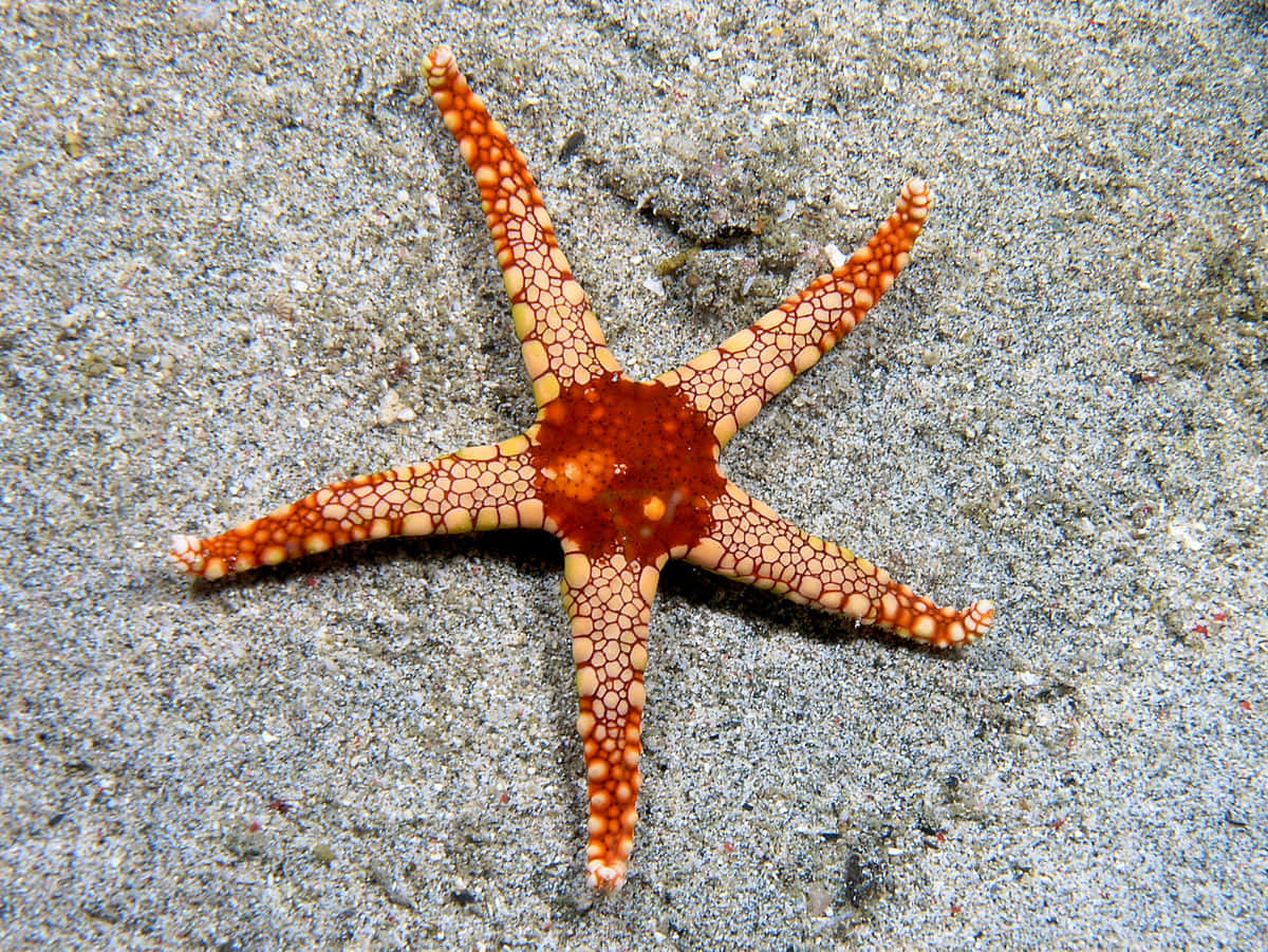 Starfish Standing Out Against a Sea of Blue"