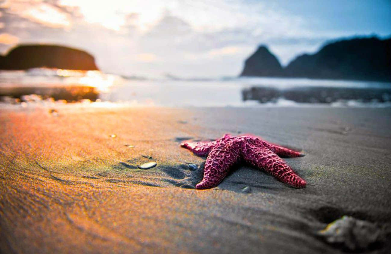 Sea life at its finest- starfish on the beach
