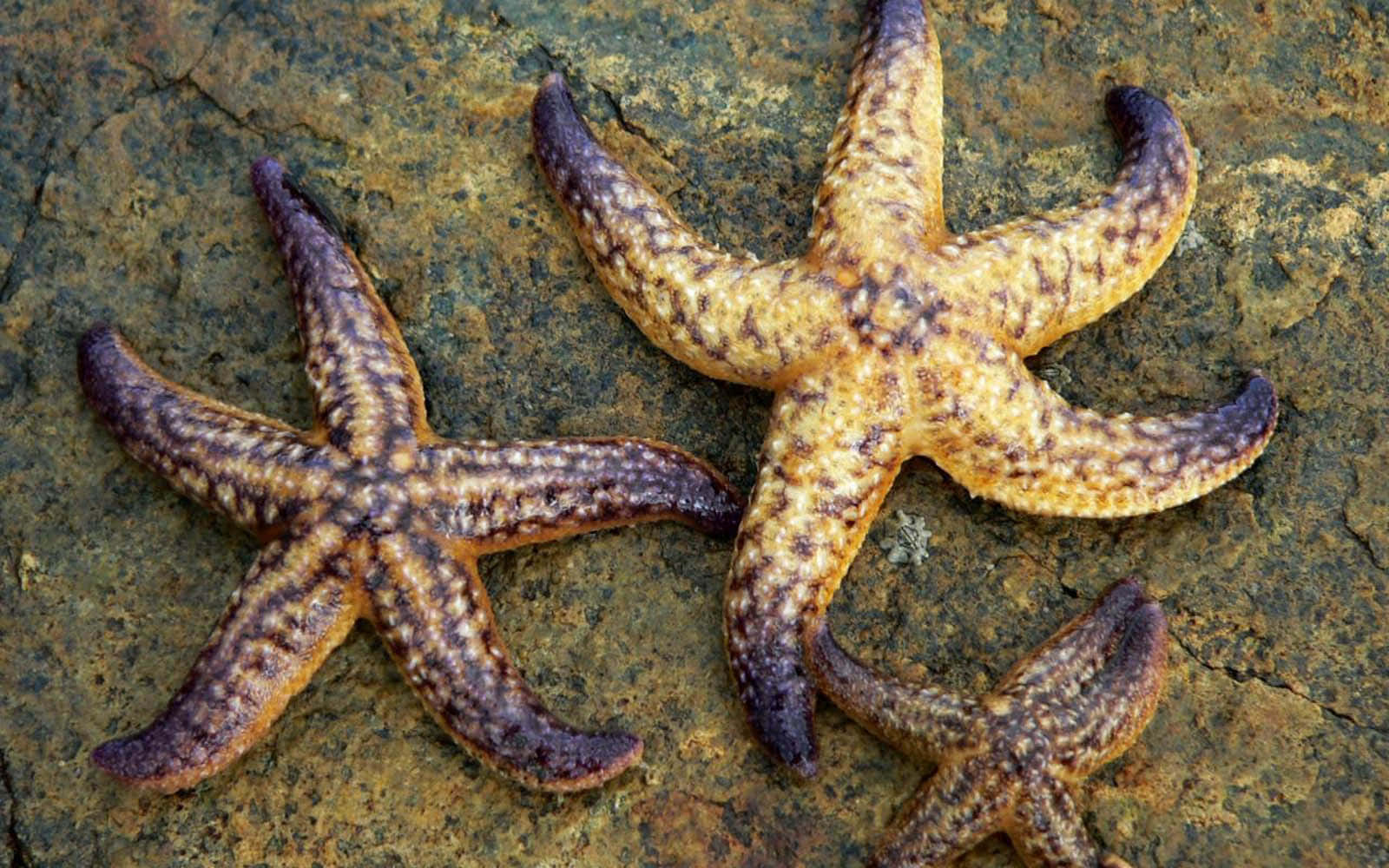 Beautiful Starfish Found On Our Beaches"