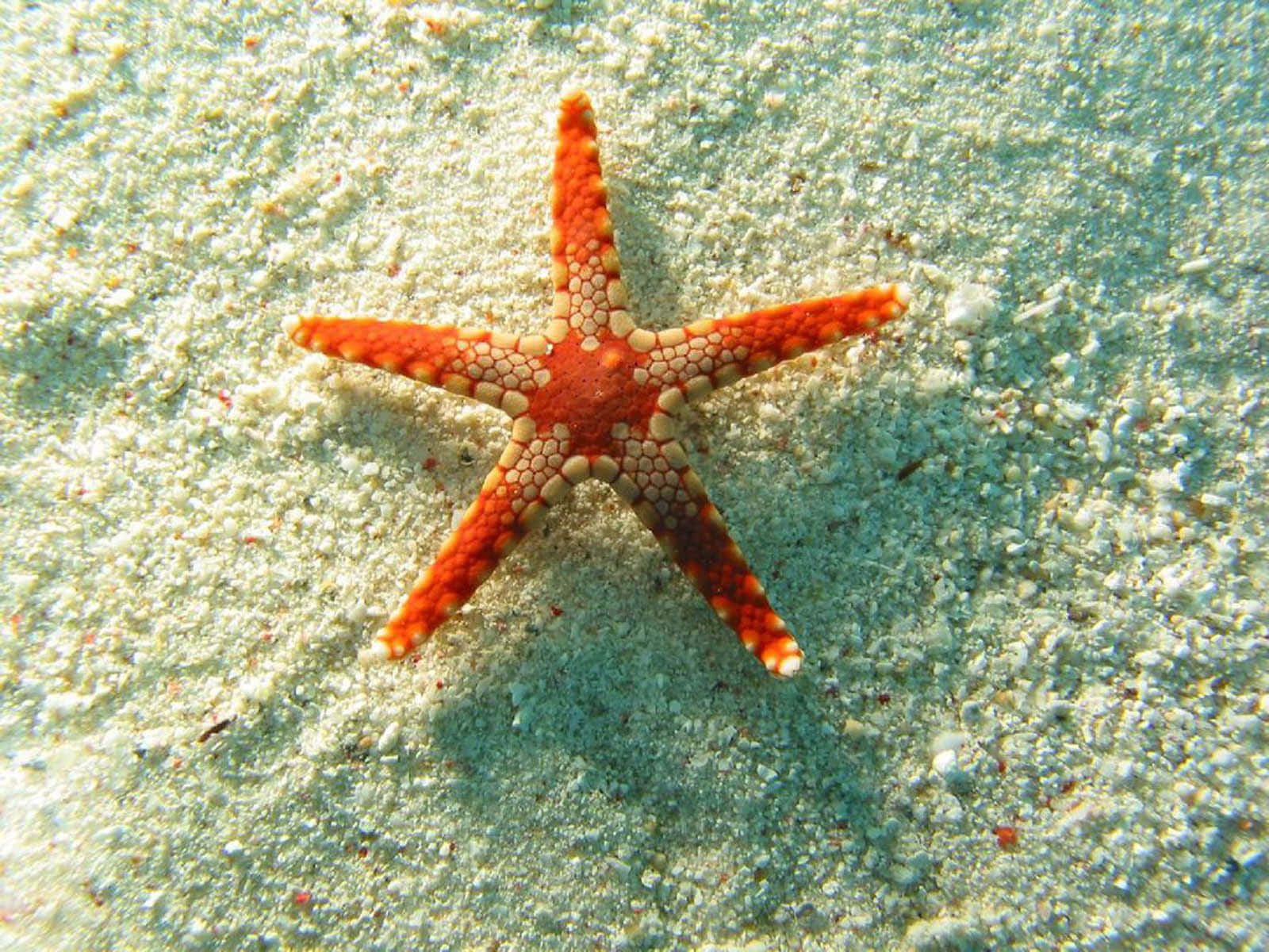 A glistening starfish sits atop a bright coral reef