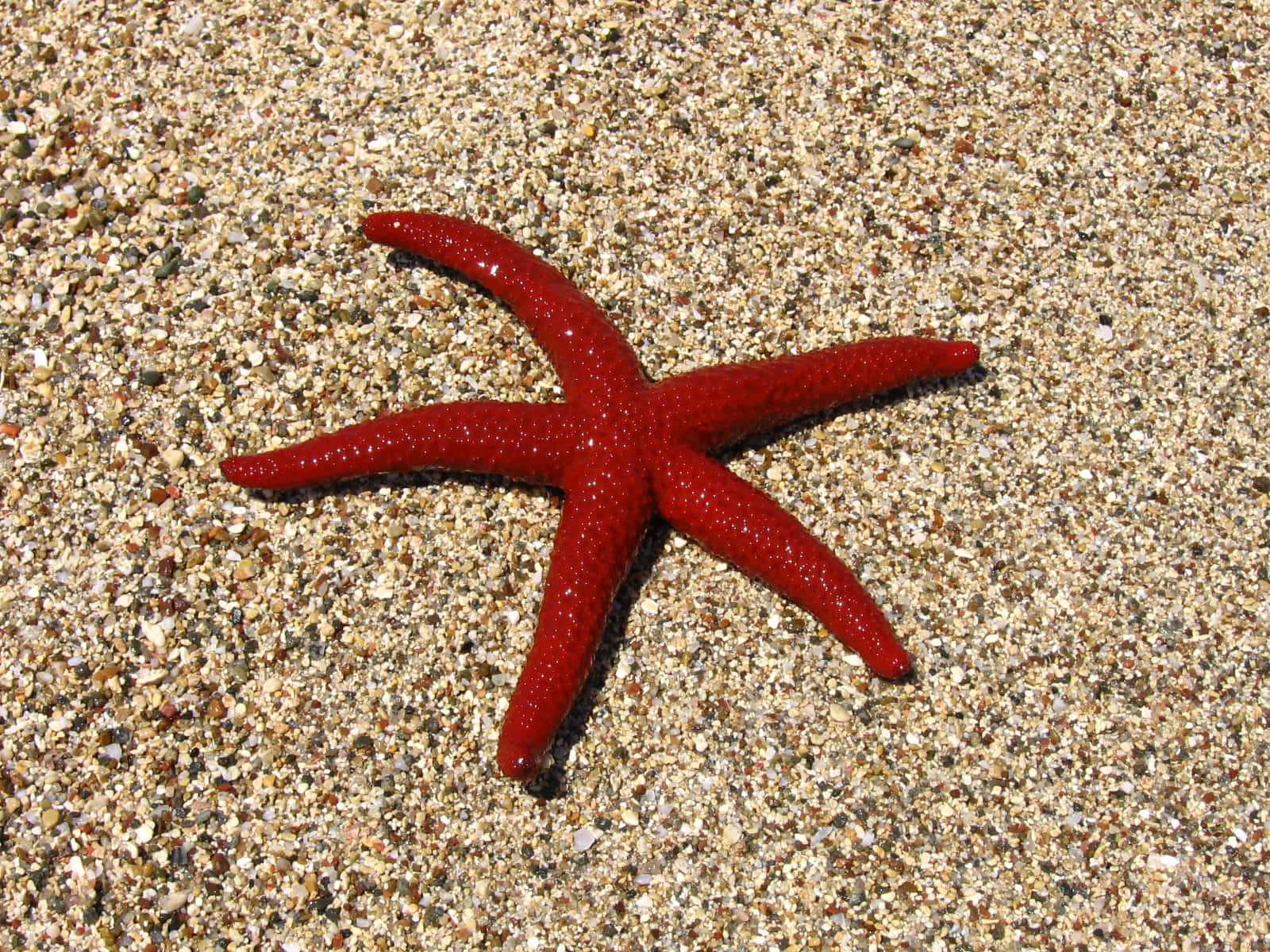 The Little Starfish that Could"
