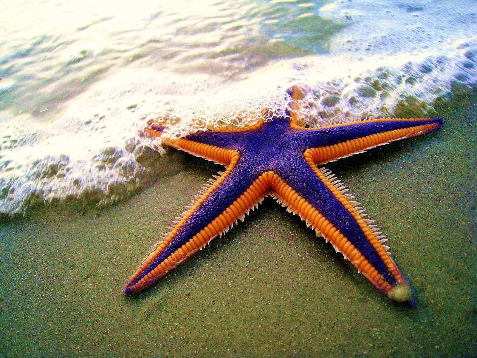 Glinting in the Sunlight, a Starfish Crawling Across a Rocky Coast