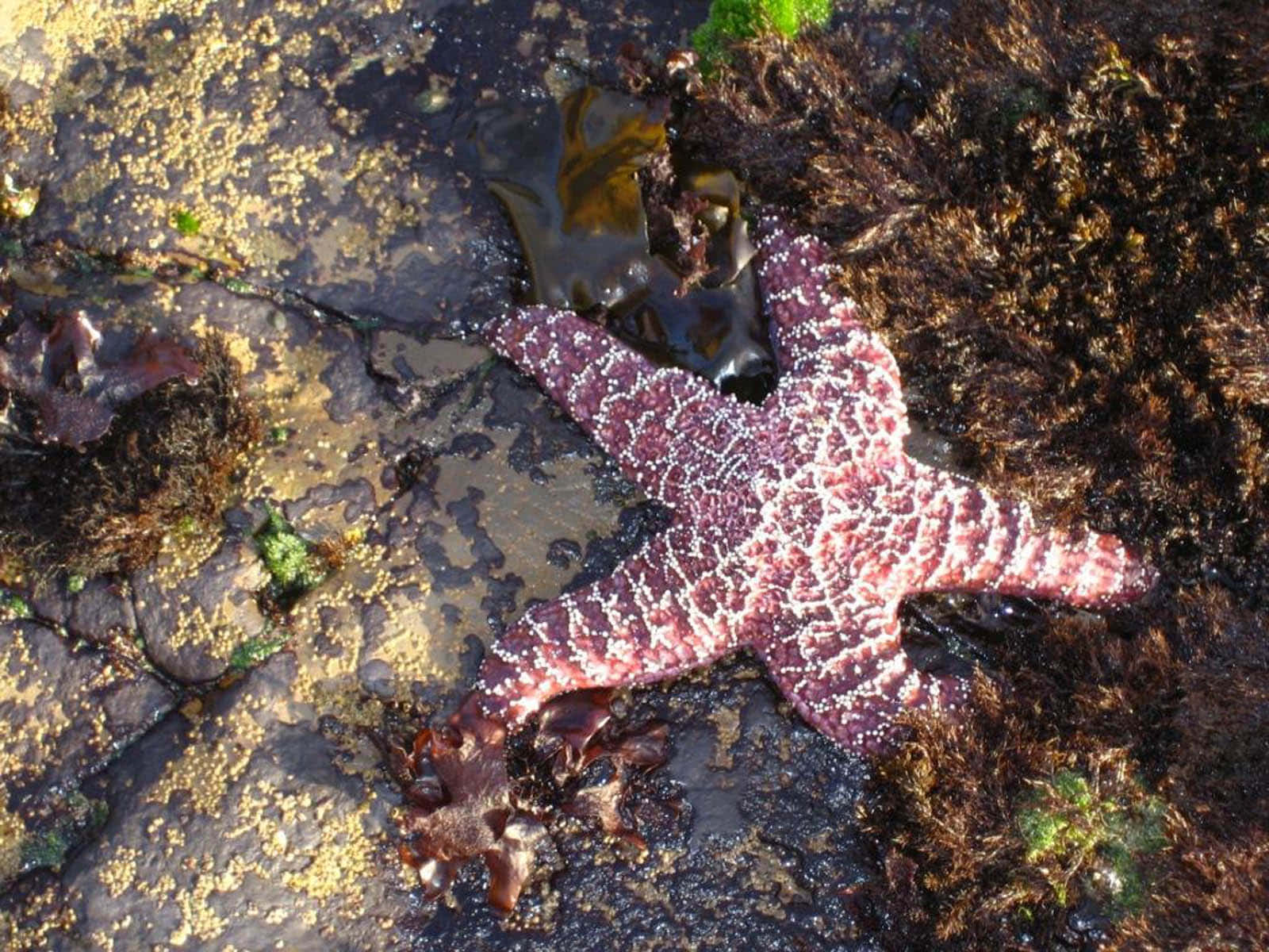 Close Up of A Starfish in The Ocean