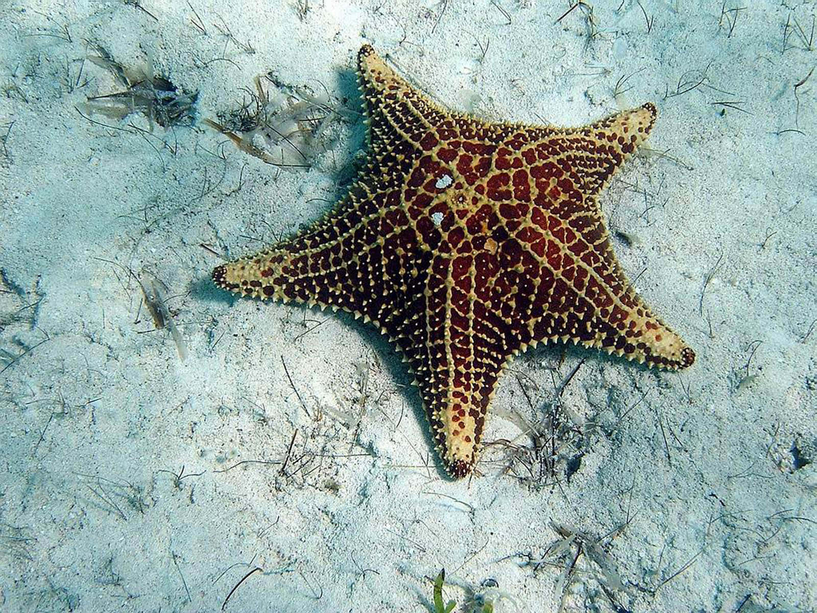 A starfish lives on the ocean floor