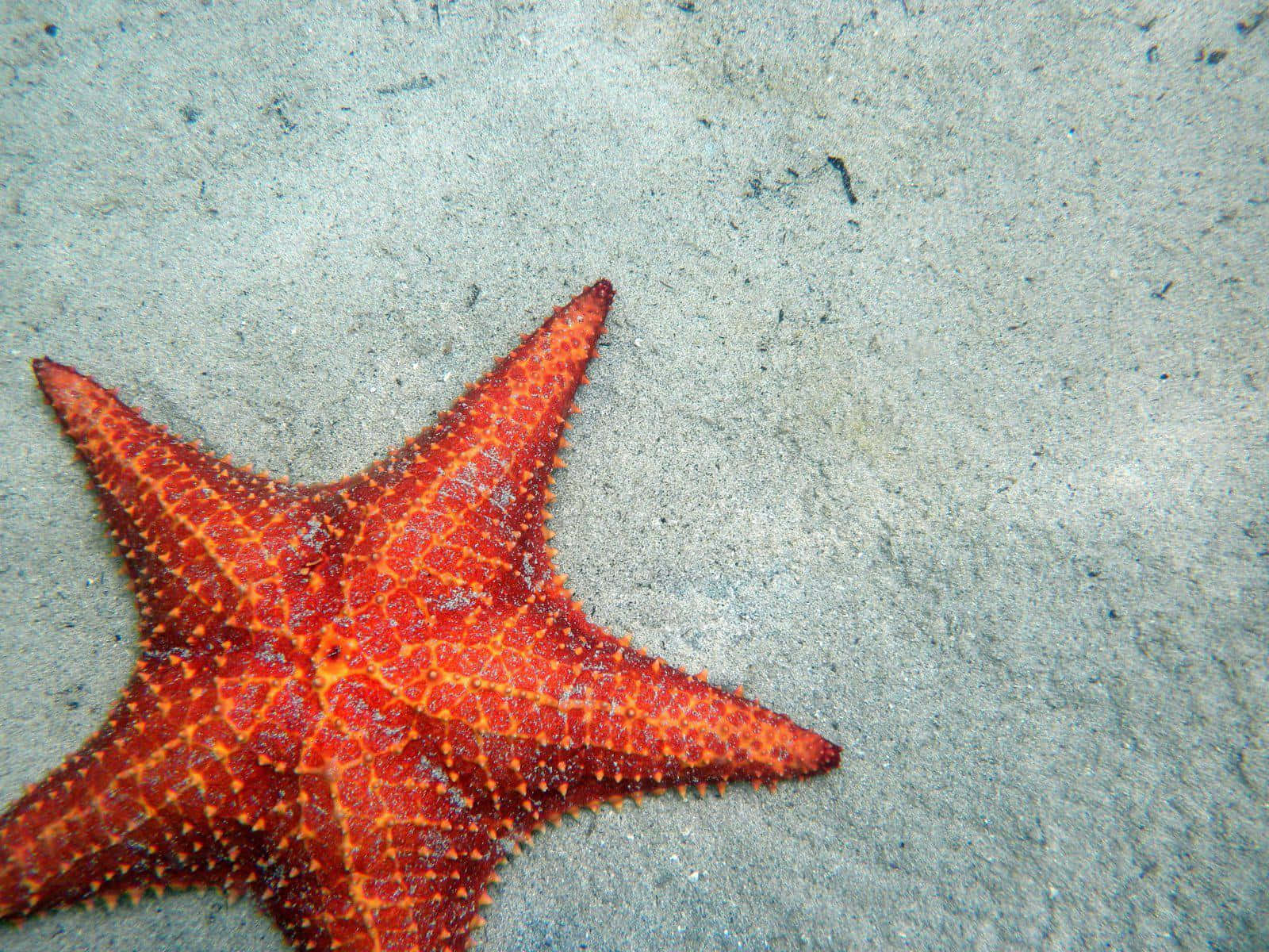 A Starfish on the Rocky Shore