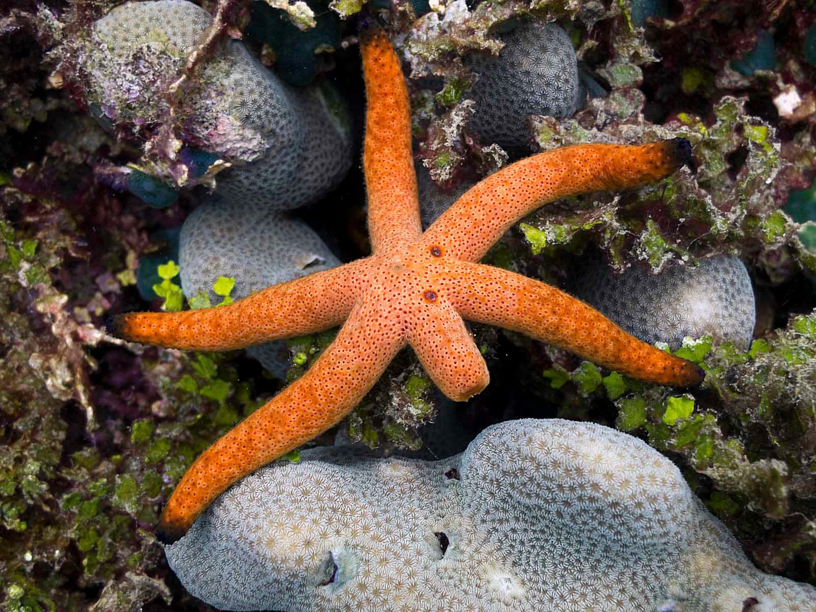 A vibrant orange starfish on a white sandy beach