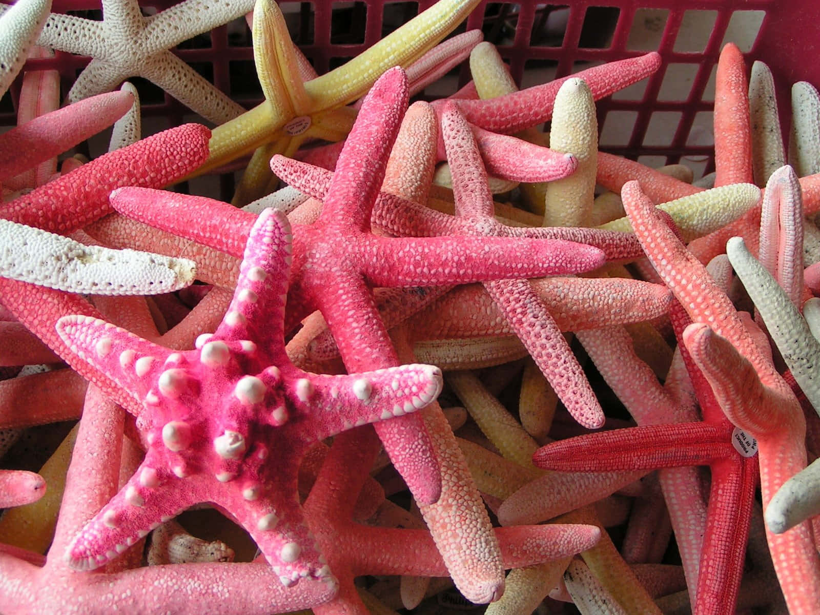 A bright orange starfish to bring a pop of color to your beach life