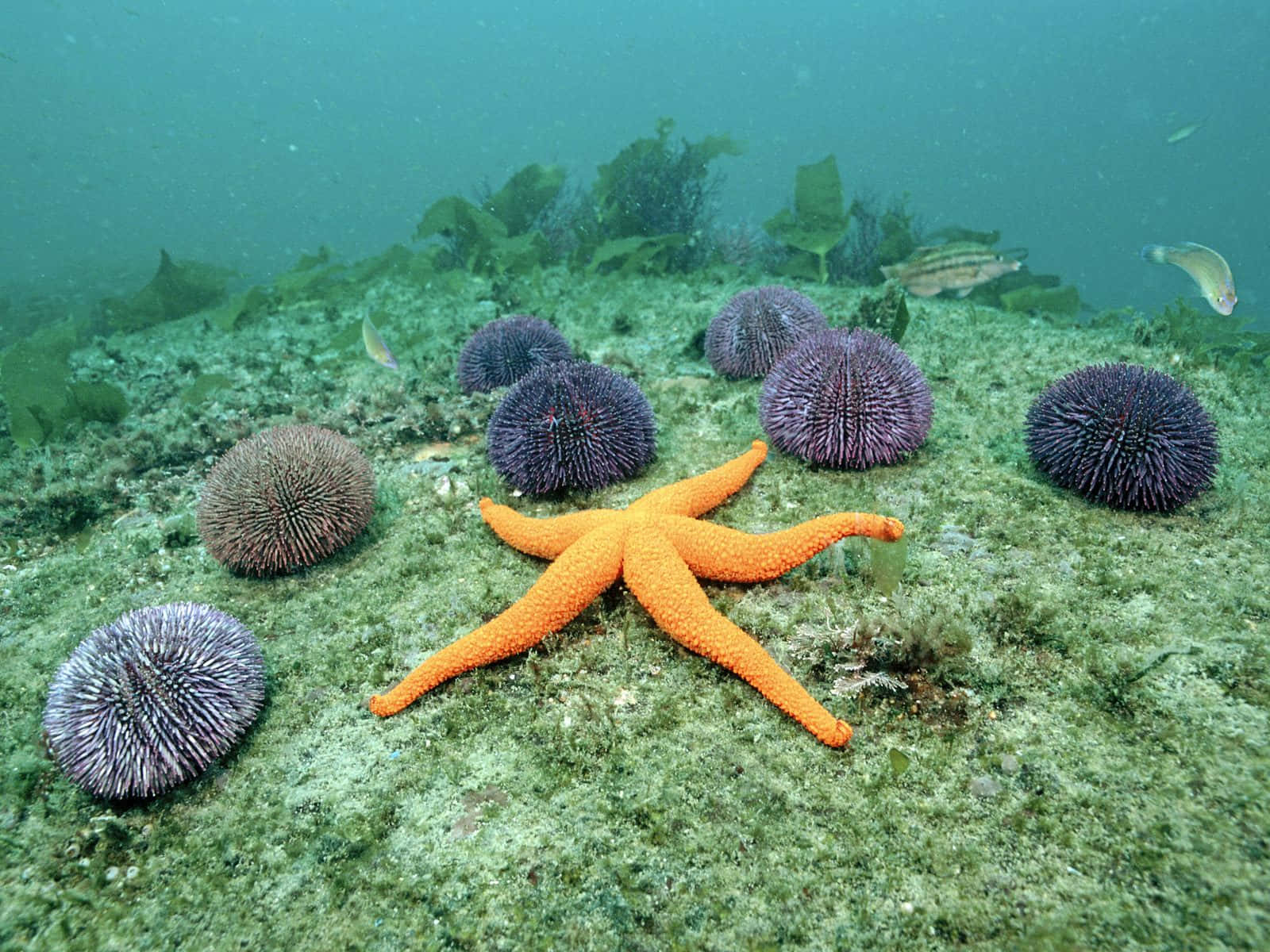 Unterwasserschönheiteine Nahaufnahme Eines Seesterns