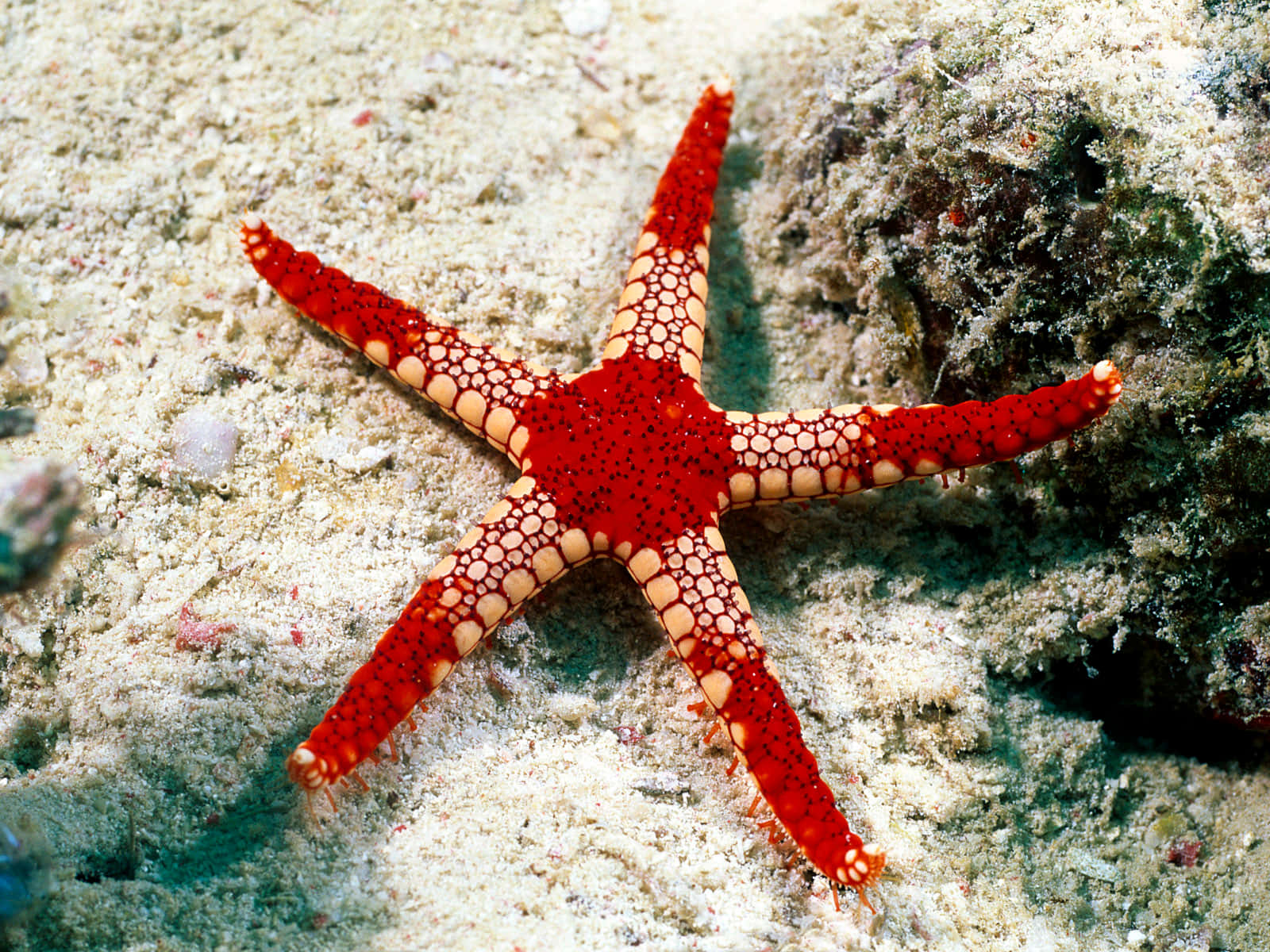 A Starfish Crawling in the Sand