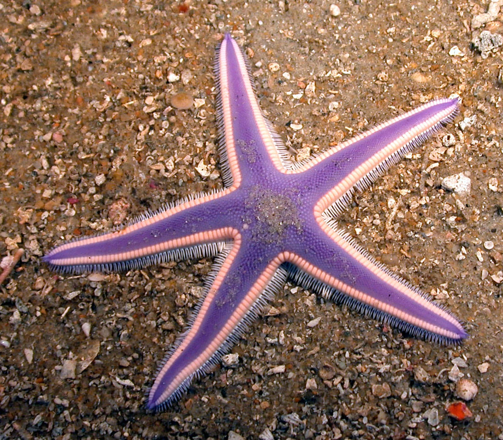 Impresionantesvistas De Estrellas De Mar En El Océano Prístino