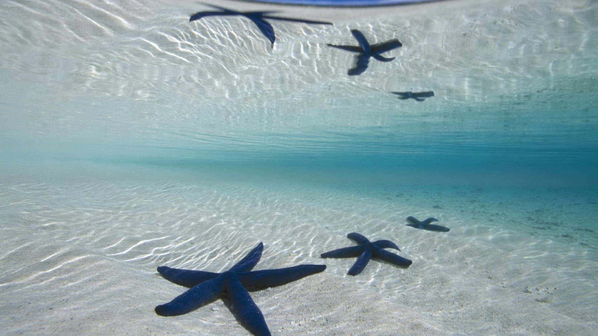 A beautiful starfish laying on a beach.