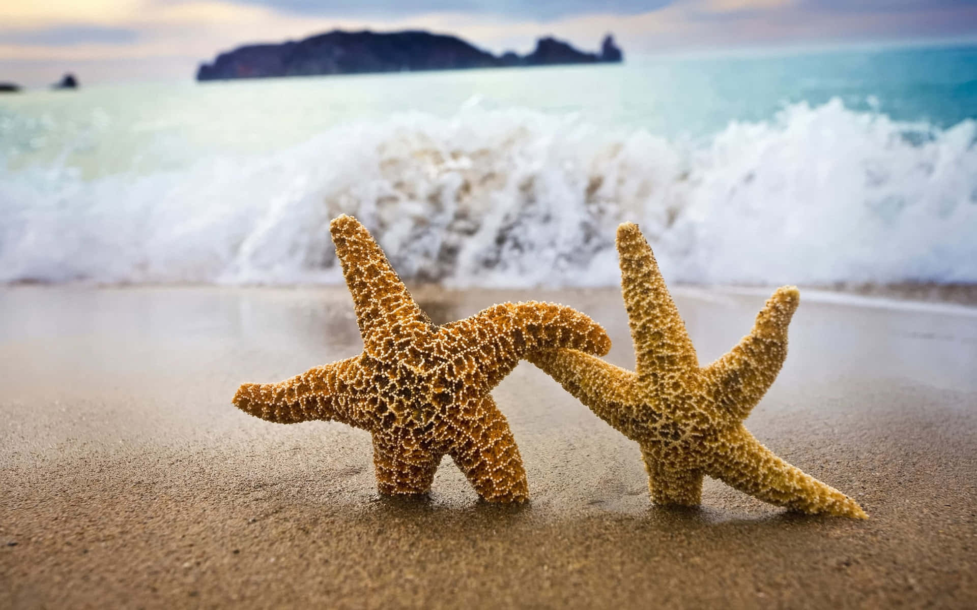 Glowing five-armed sea star against the sun-washed shore