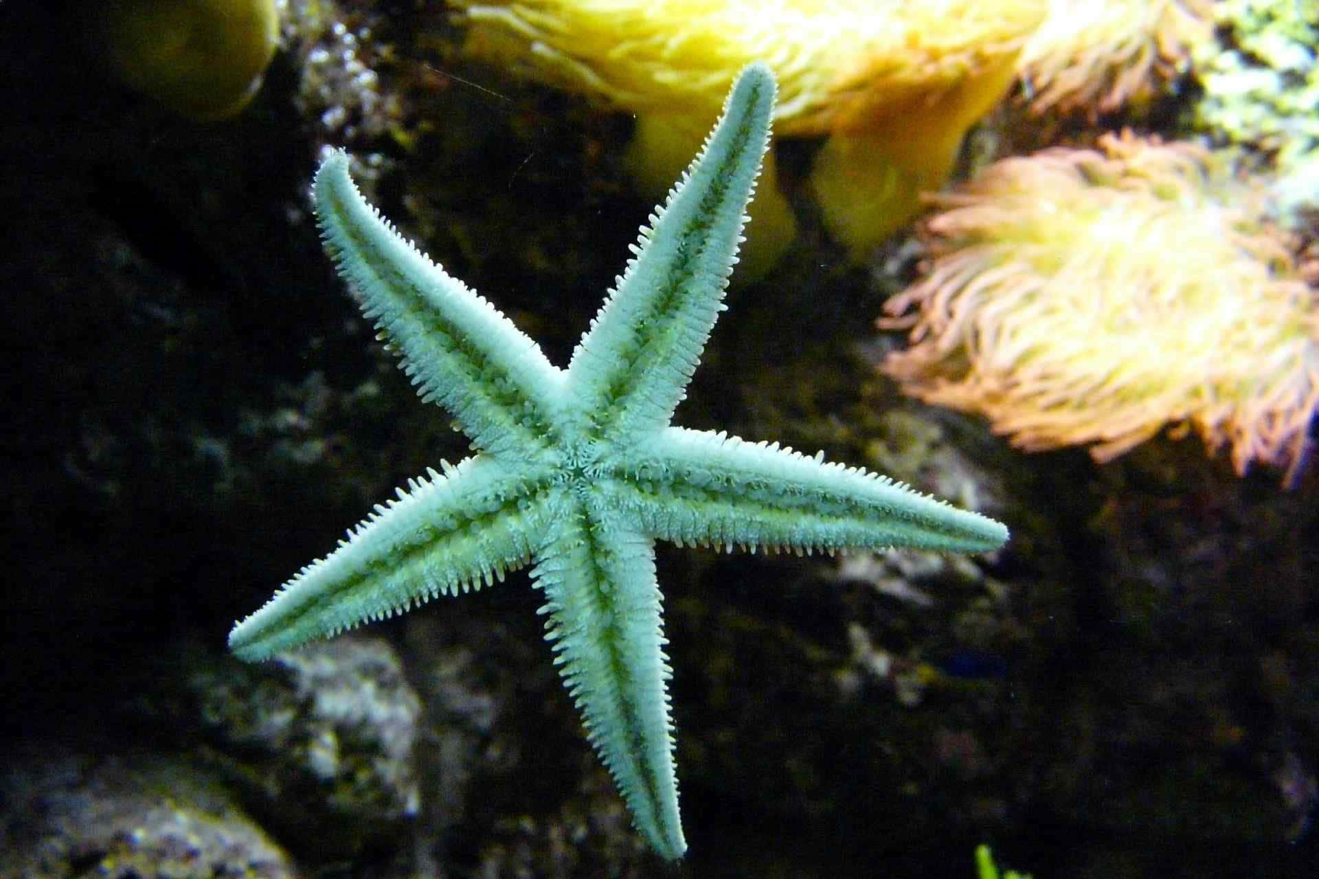 Caption: Intricate Beauty: Vibrant Starfish in Crystal Clear Waters