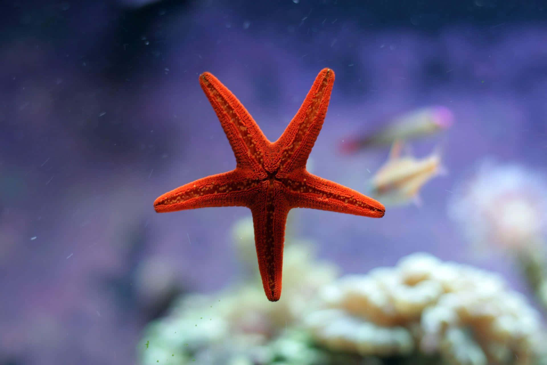 A beautiful starfish in its natural habitat, surrounded by colorful coral.