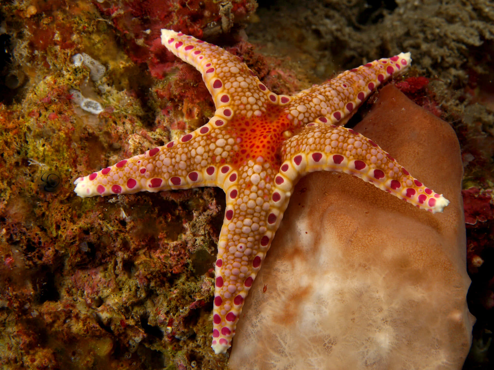 different types of starfish living on the ocean's seabed