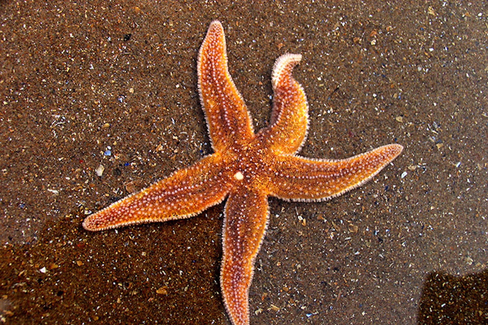 A Variety of Starfish in Colorful Habitat