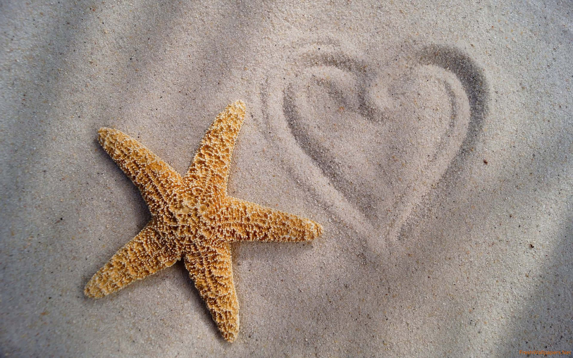 Starfish On The Beach