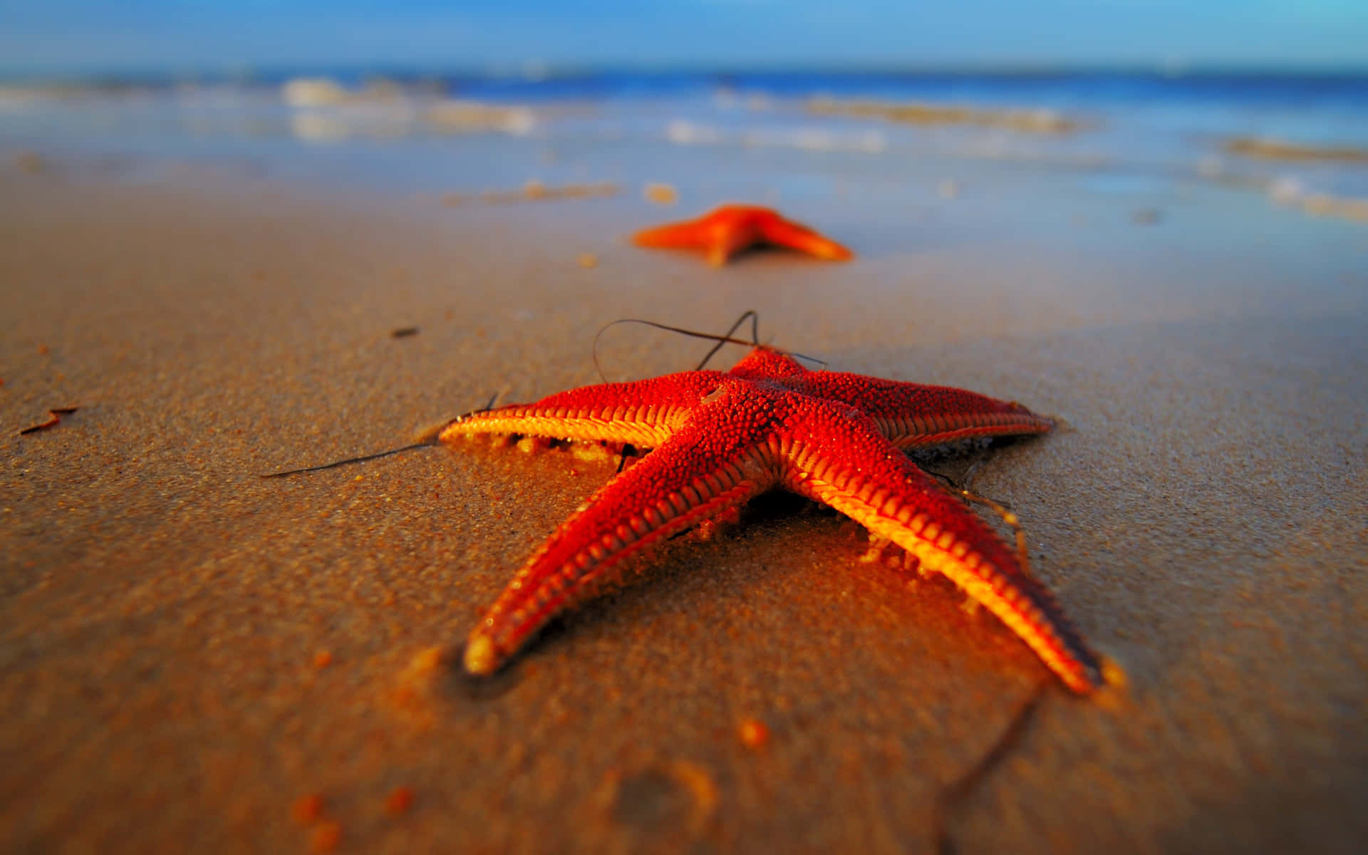 Golden Starfish Swimming in the Blue Sea