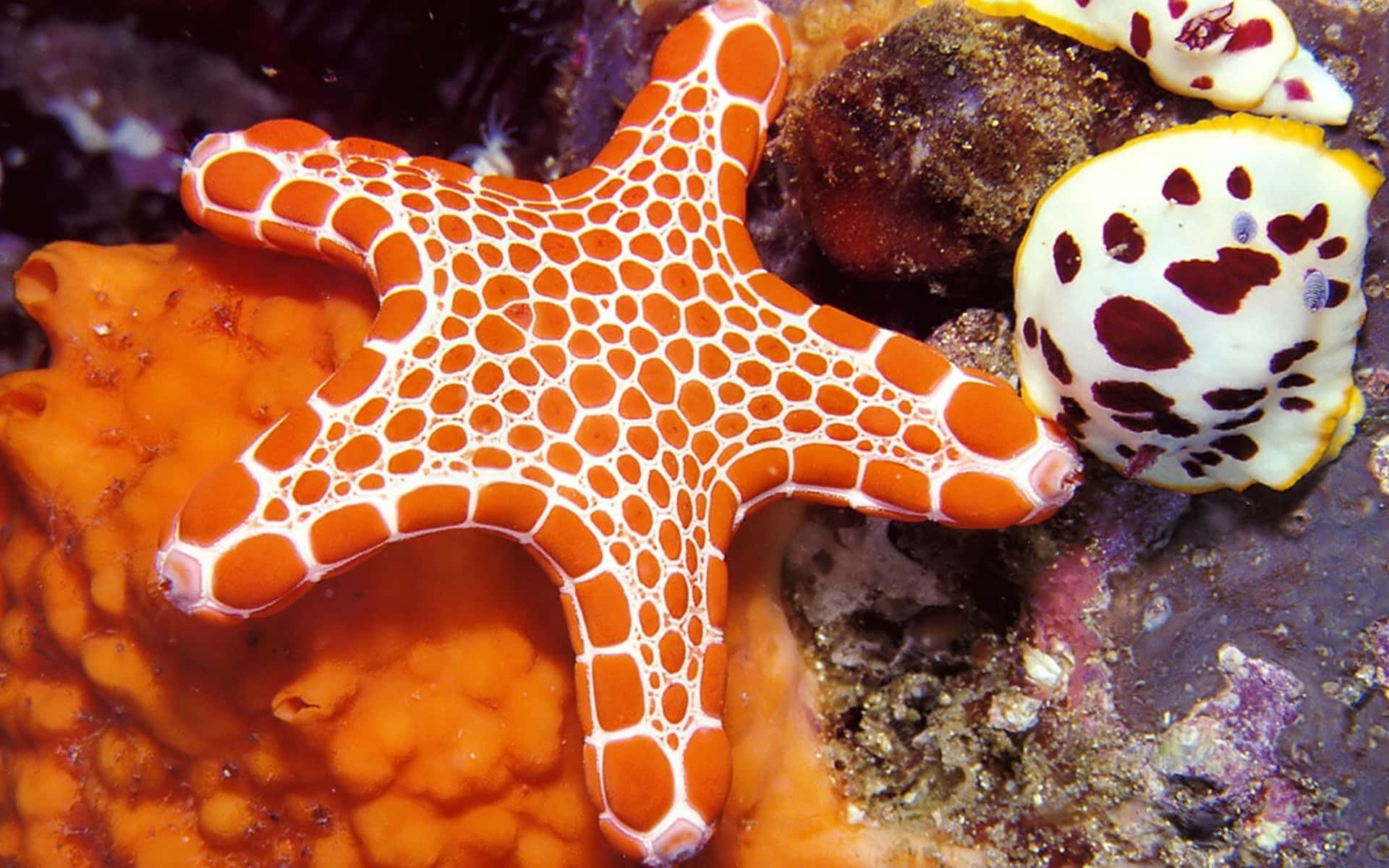 Tropical Starfish in the Sea