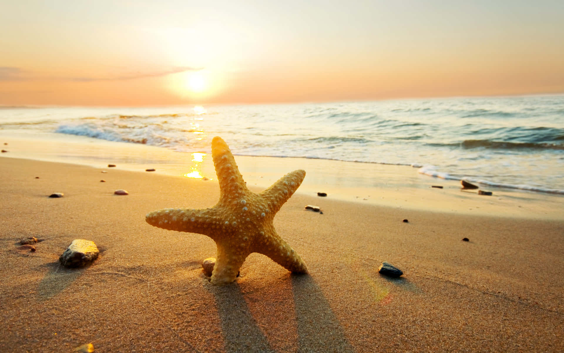 A Starfish Resting on a Rocky Beach Shore