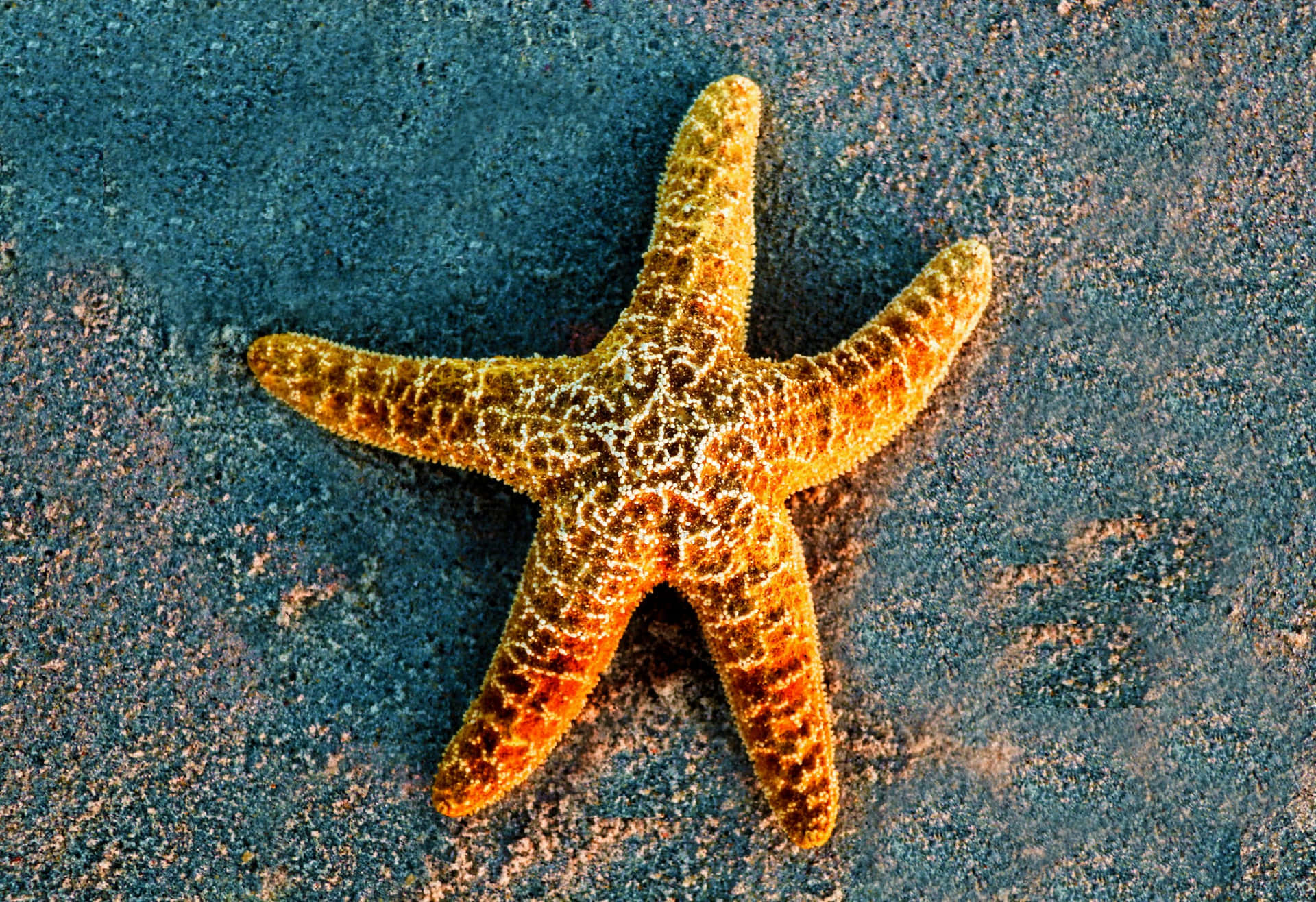 A Colorful Starfish Sitting on a Rocky Ocean Shore