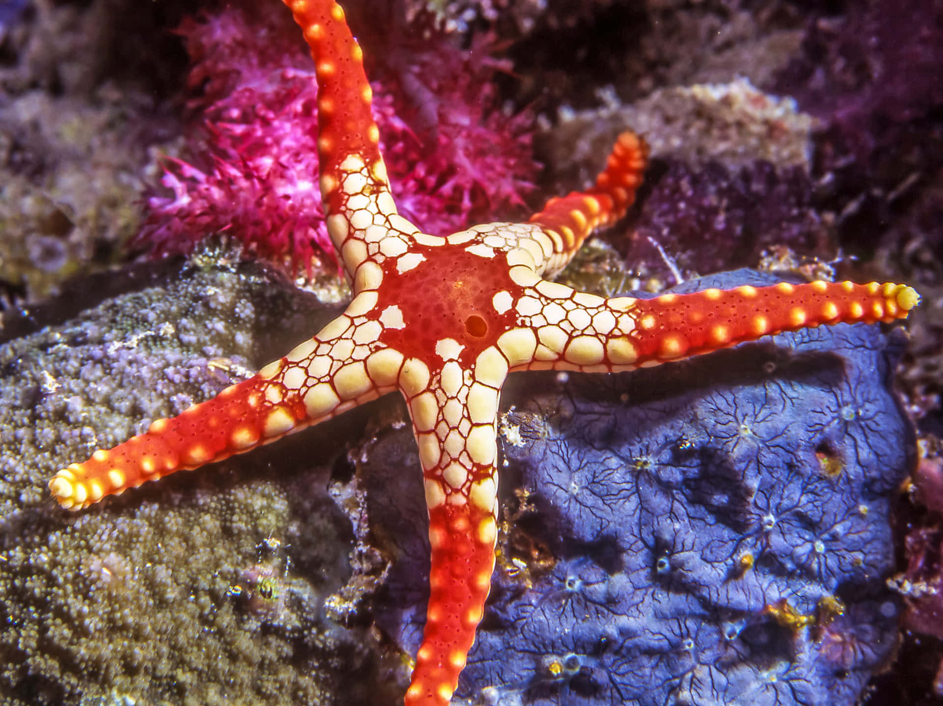 Red Starfish calmly resting on the seafloor