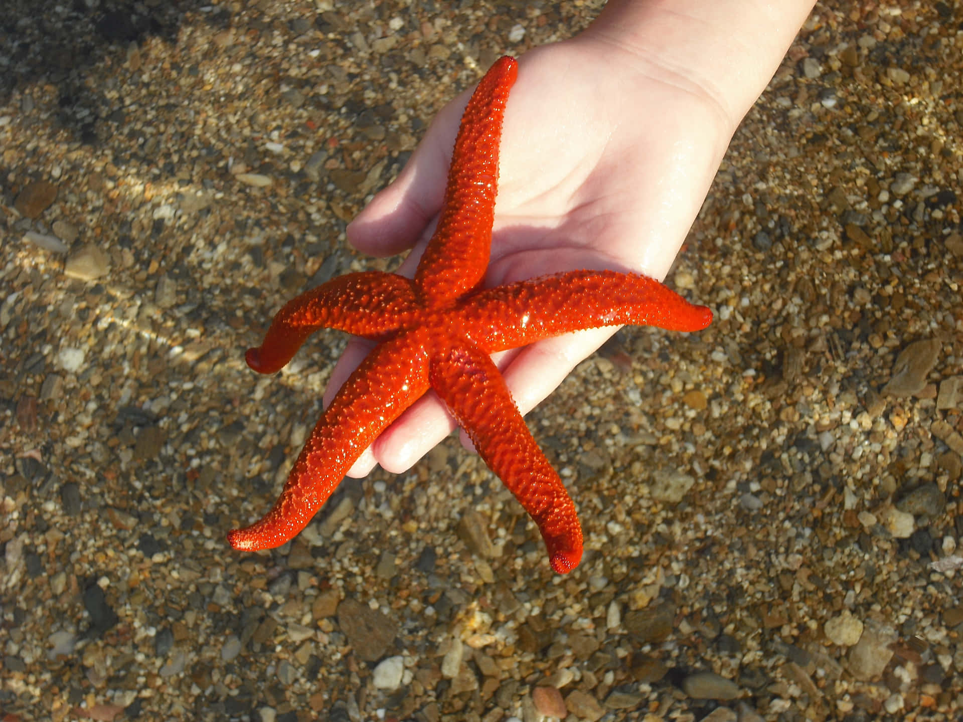 A brightly colored starfish resting on the sandy seafloor