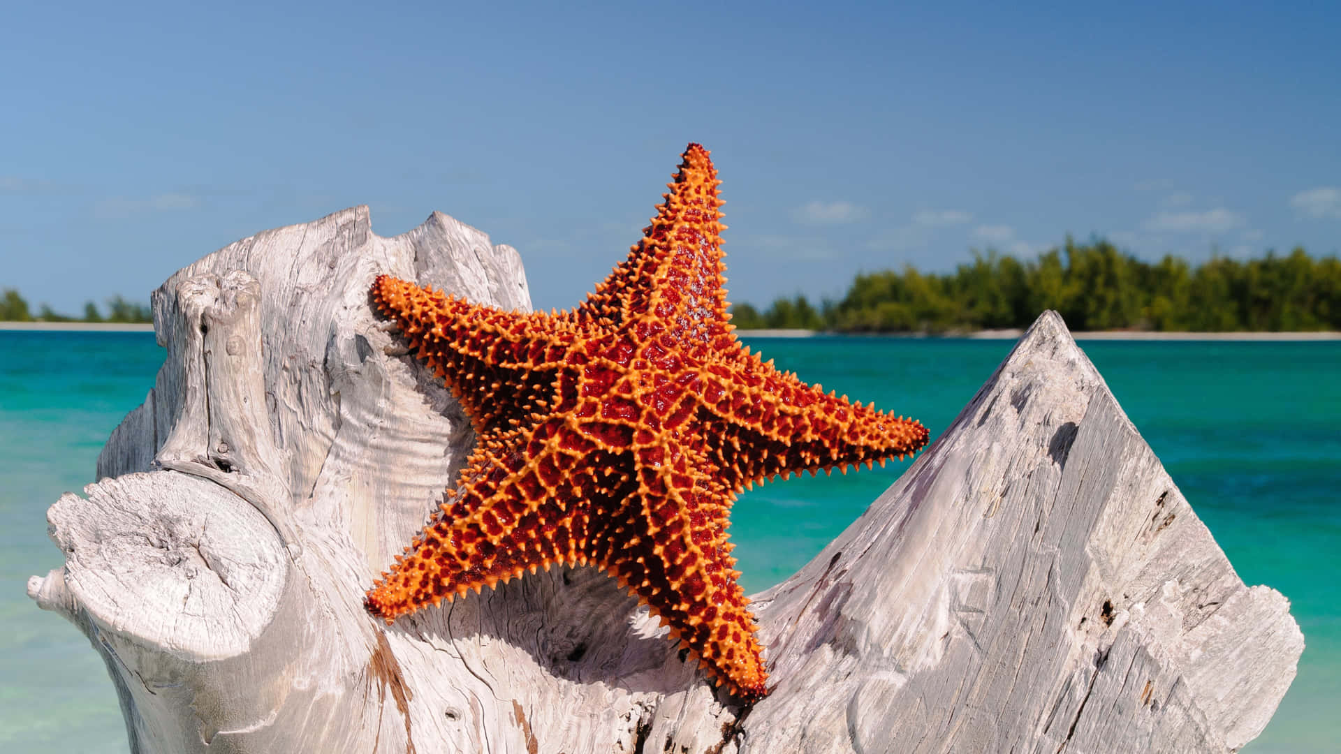 A high-definition shot of a vibrant orange starfish in its natural habitat.