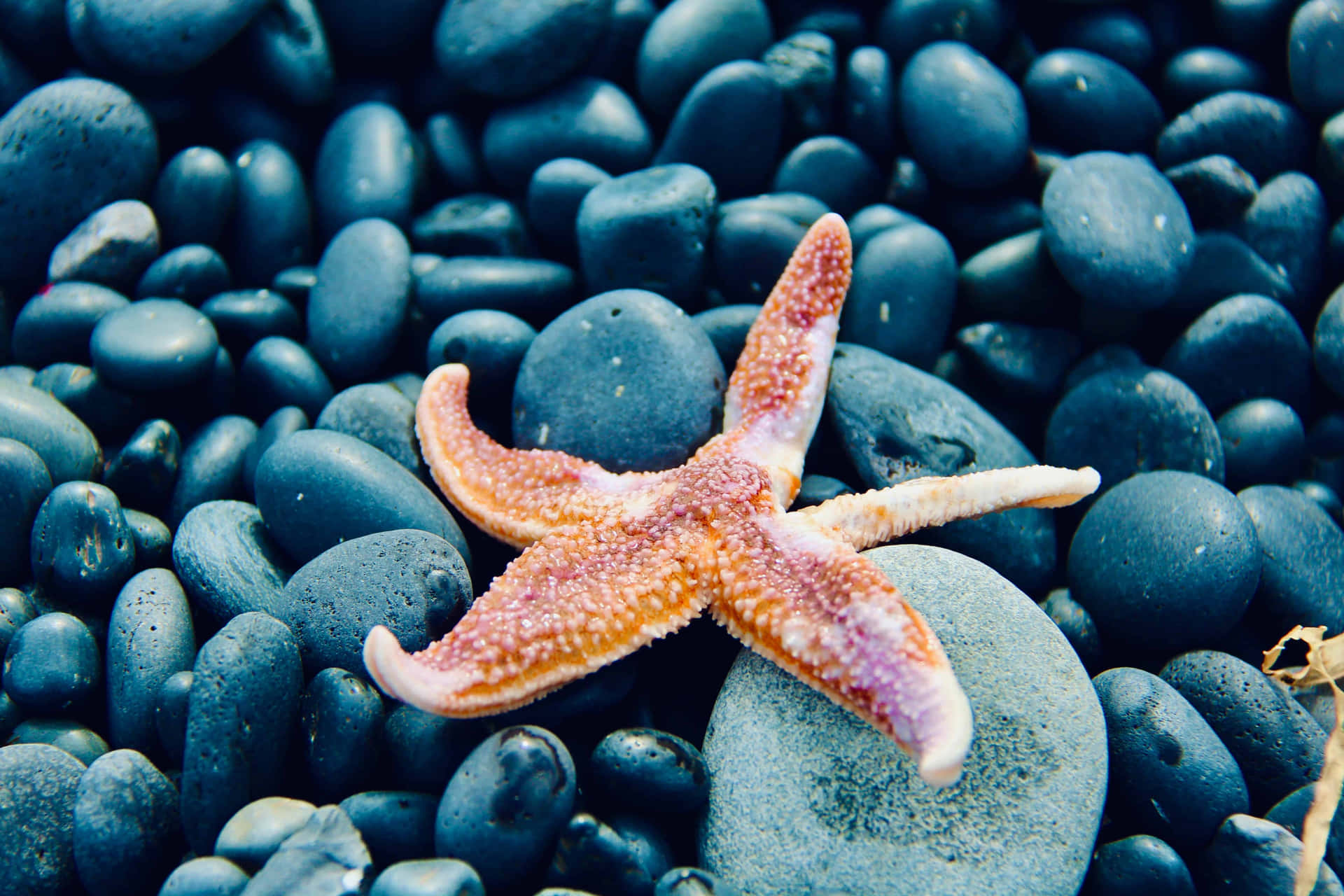The vibrant beauty of the starfish